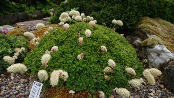 Petrophytum hendersonii - 8cm pot 